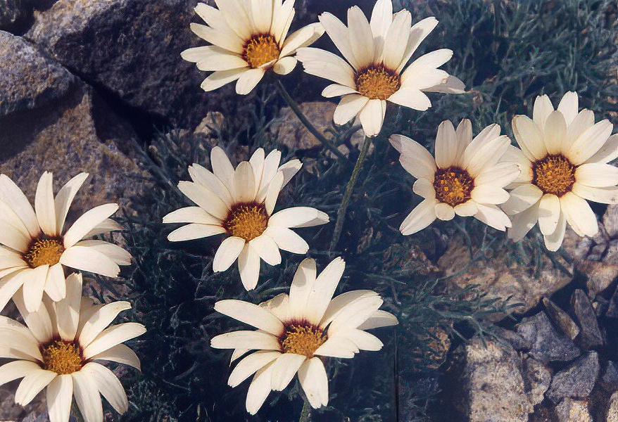 Rhodanthemum catananche